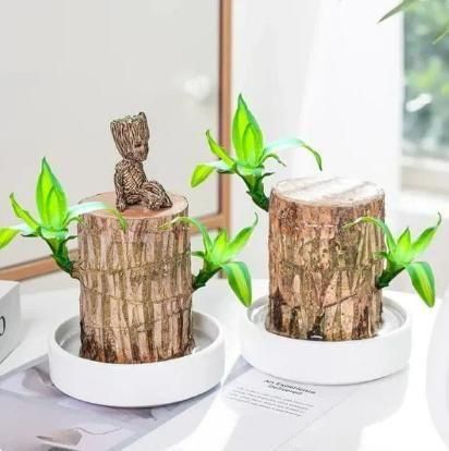 Brazilian Lucky Wood Plant(BUY 1 GET 1 FREE!)