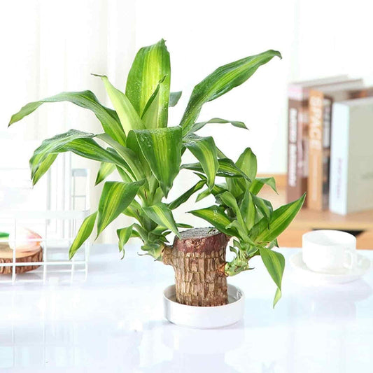 Brazilian Lucky Wood Plant(BUY 1 GET 1 FREE!)