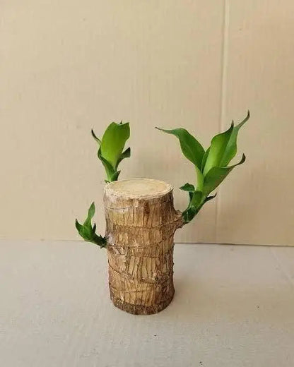 Brazilian Lucky Wood Plant(BUY 1 GET 1 FREE!)