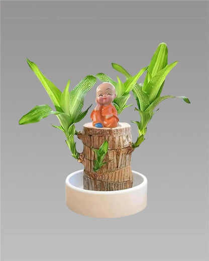 Brazilian Lucky Wood Plant(BUY 1 GET 1 FREE!)