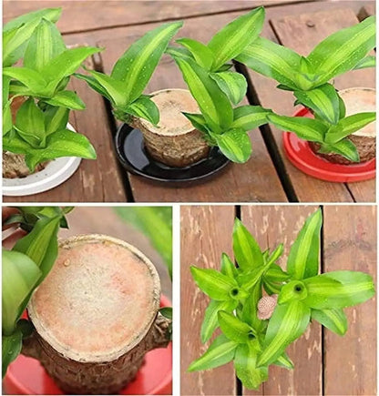 Brazilian Lucky Wood Plant(BUY 1 GET 1 FREE!)